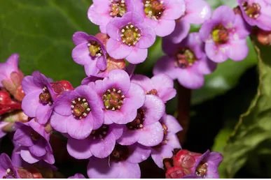 Bergenia