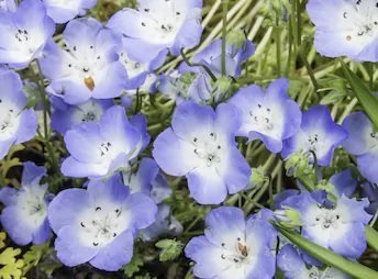 Blue Flowers