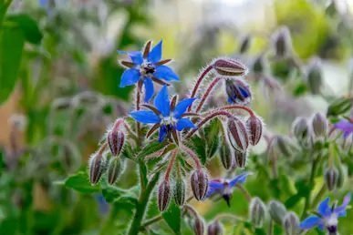 Borage