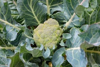 Broccoli