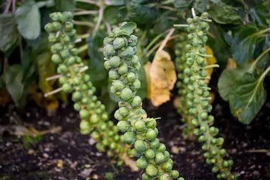 Brussels Sprouts