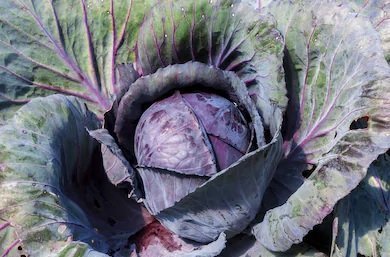 Cabbage