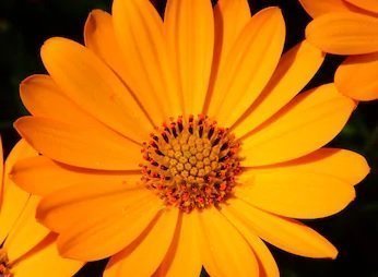Calendula