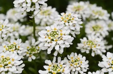 Candytuft