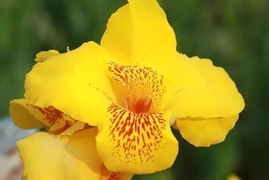 Canna Lily