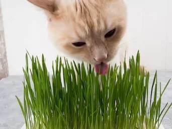 Cat Grass