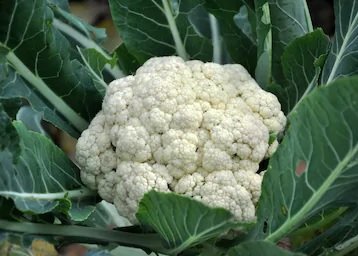 Cauliflower