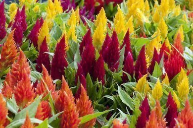 Celosia