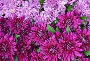Chrysanthemum