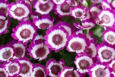 Cineraria