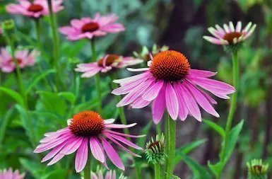 Coneflower