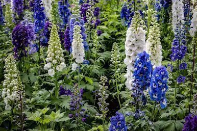 Delphinium