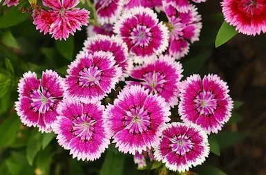 Dianthus