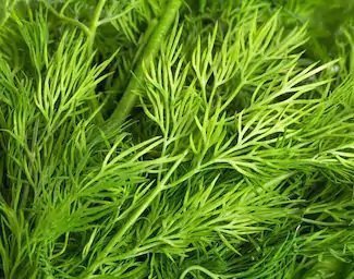 Dill