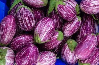 Eggplant
