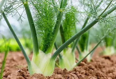 Fennel