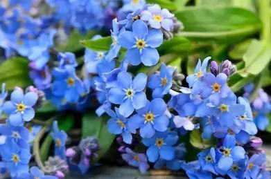 Forget-Me-Not