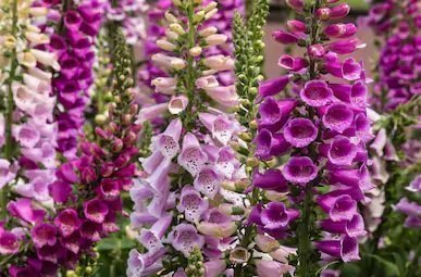 Foxglove