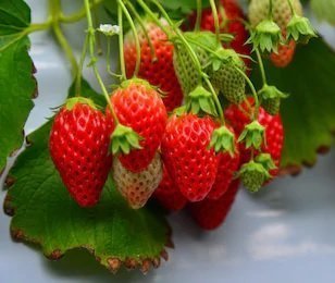 Fruit & Berries