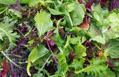 Gourmet Greens