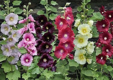 Hollyhock