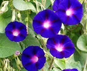 Ipomoea