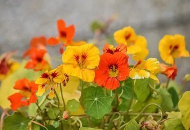 Nasturtium