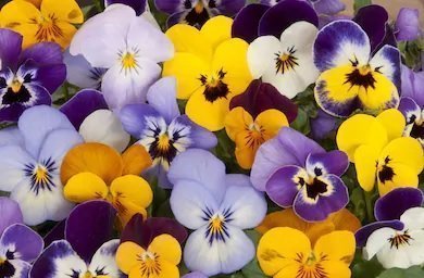 Pansy