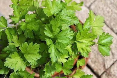 Parsley
