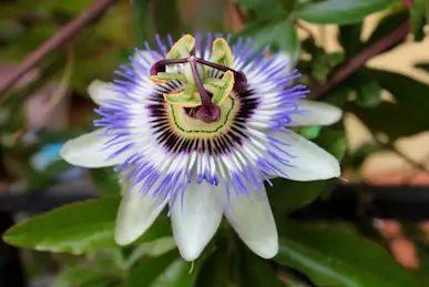 Passion Flower