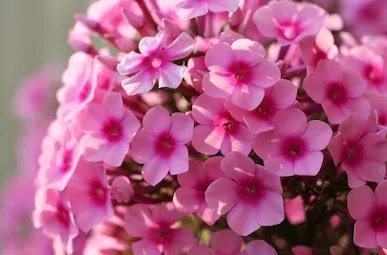 Phlox