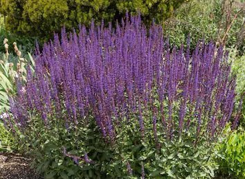 Salvia Seeds | Buy Online at Seeds of Plenty