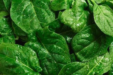 Spinach