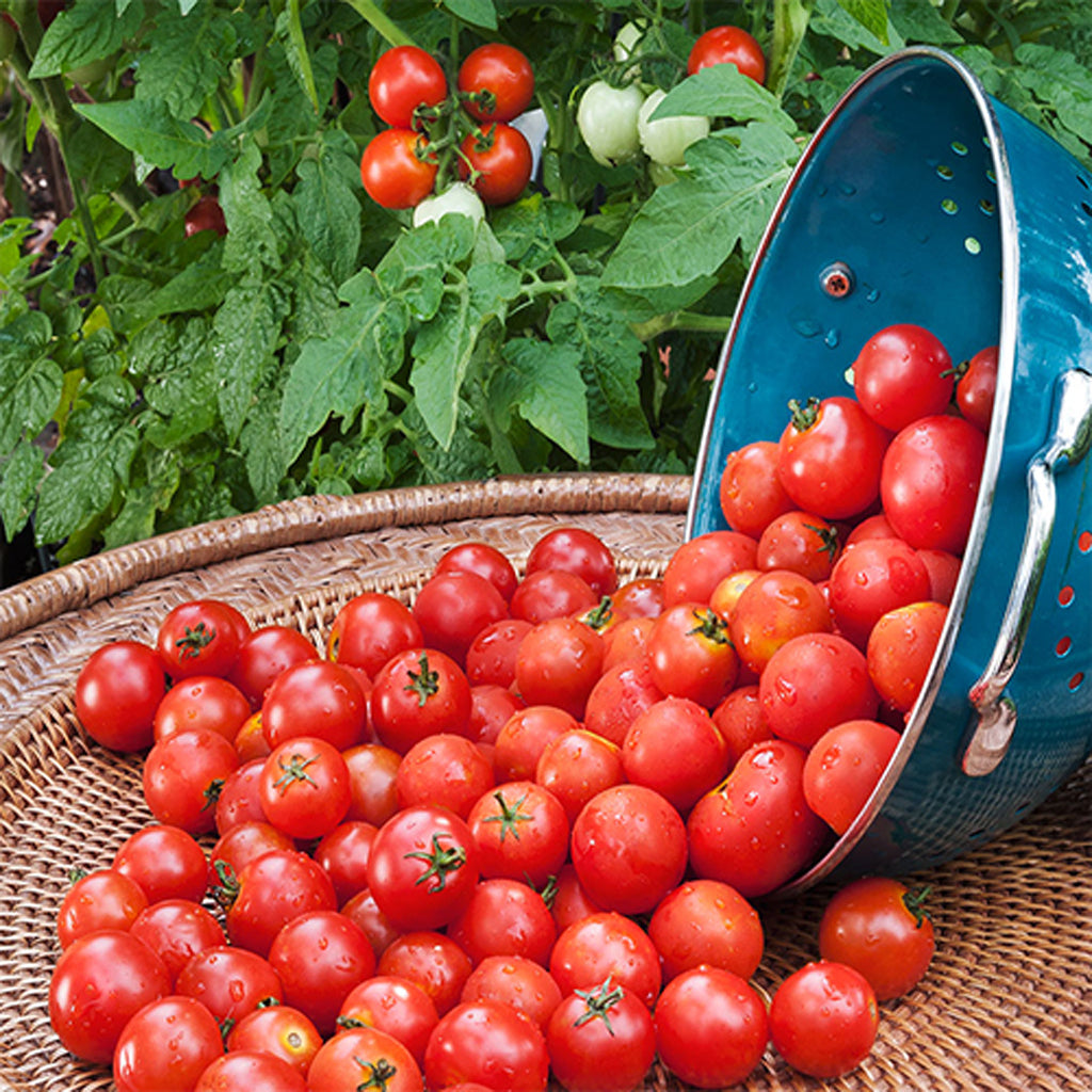 Cherry Tomatoes