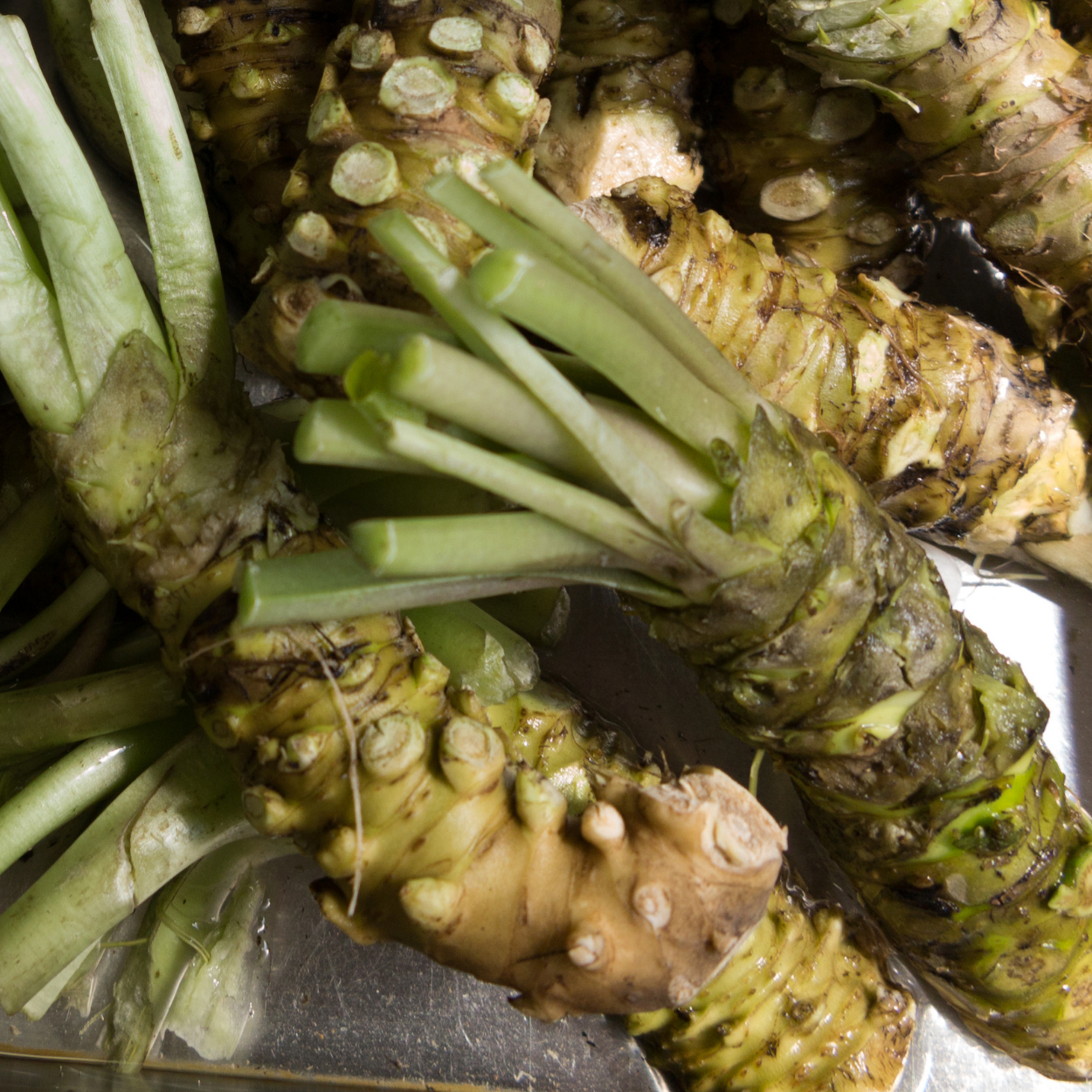 Wasabi Rhizome