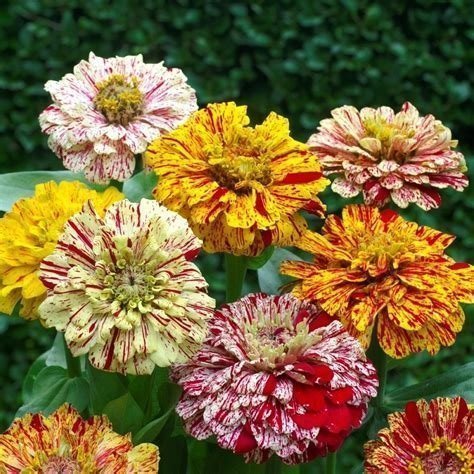 Zinnia