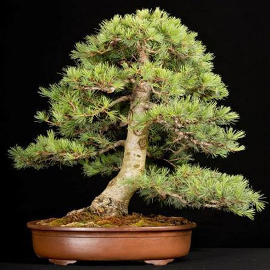 Deodar Cedar - Cedrus deodora