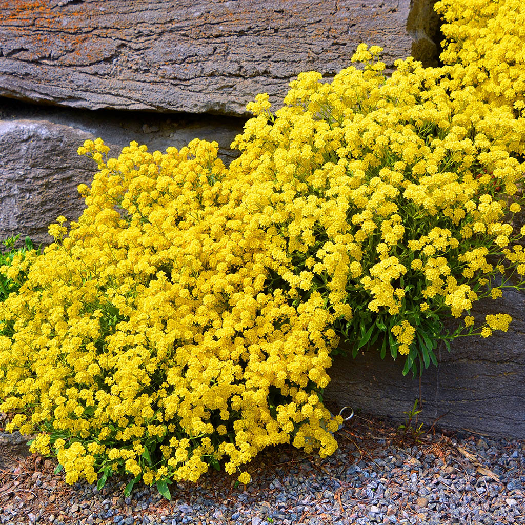 ALYSSUM  - Basket of Gold  - Alyssum saxatilis