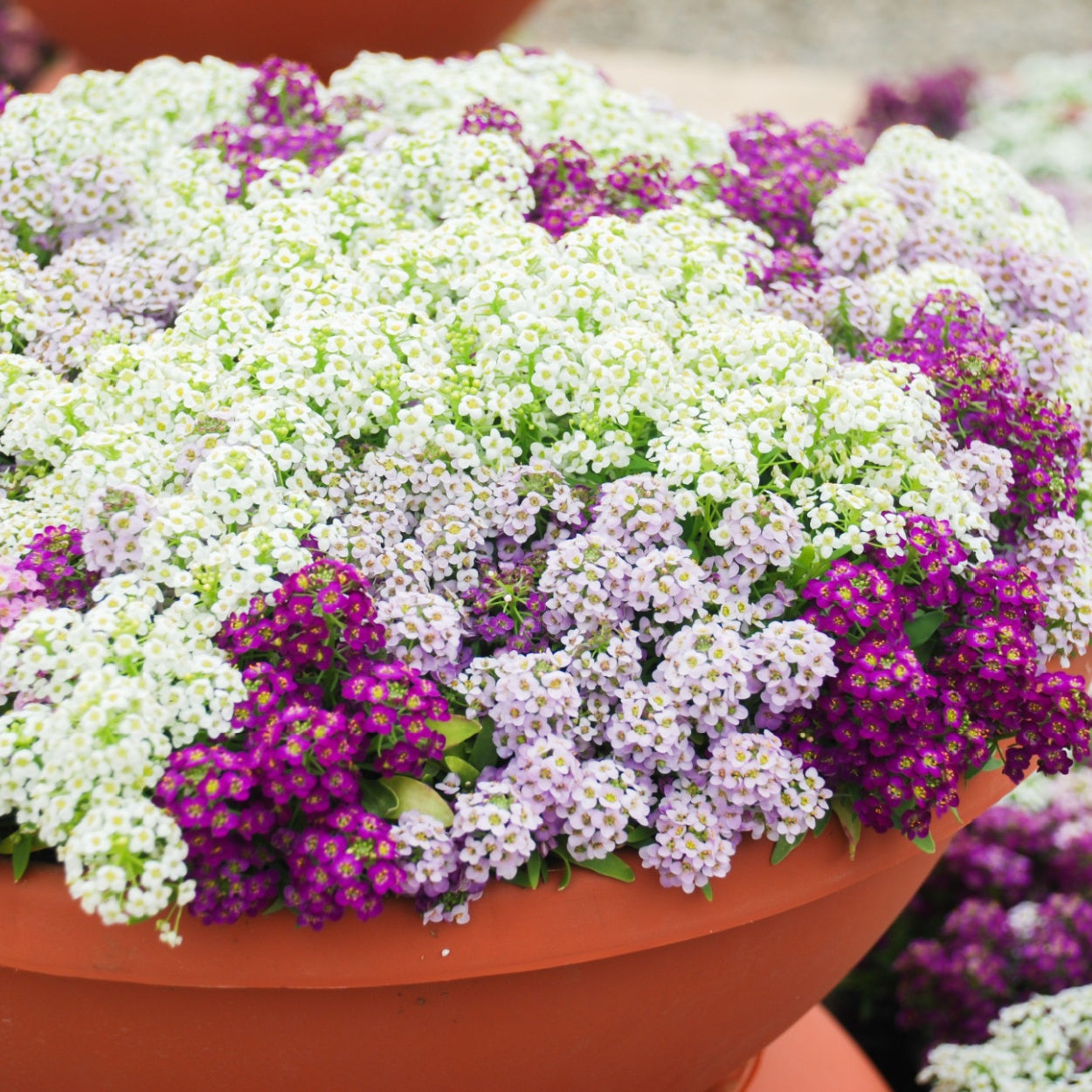 ALYSSUM  - Pastel Mix