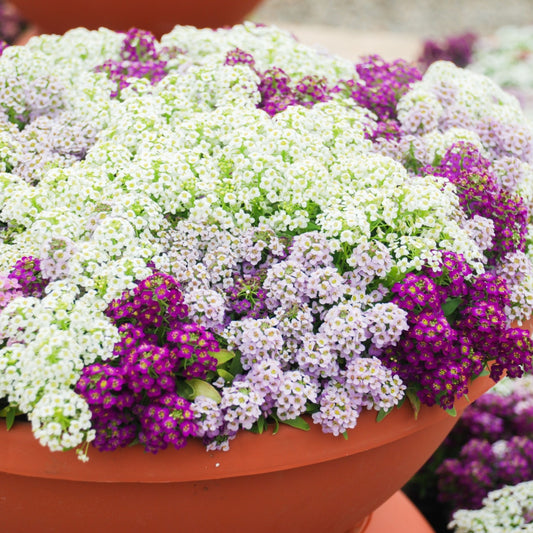 ALYSSUM  - Pastel Mix