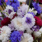 CORNFLOWER  - Frosty Mix