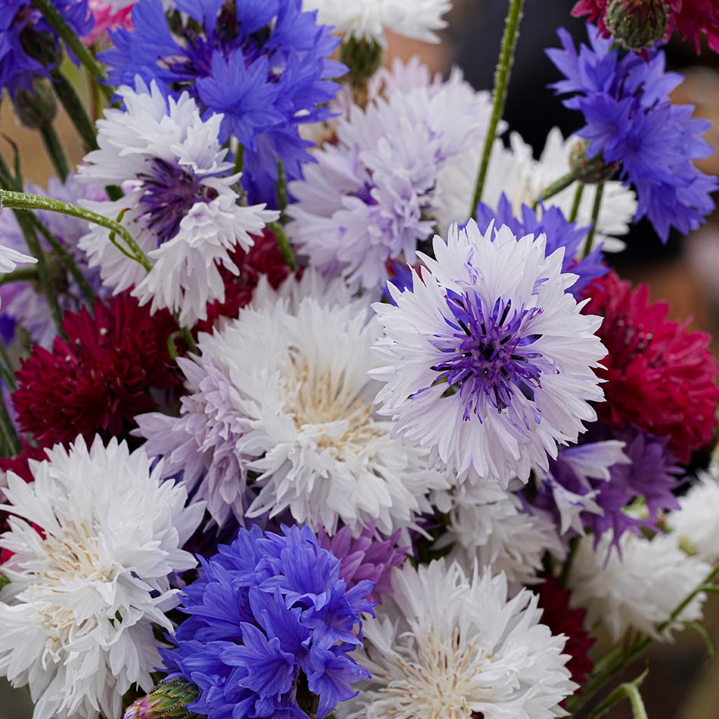 CORNFLOWER  - Frosty Mix