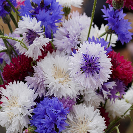 CORNFLOWER  - Frosty Mix