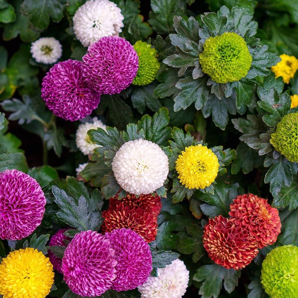 Dahlia