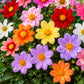 DAHLIA - Mignon Mixed
