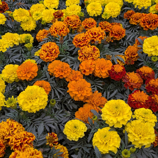 MARIGOLD  - Brocade Mix