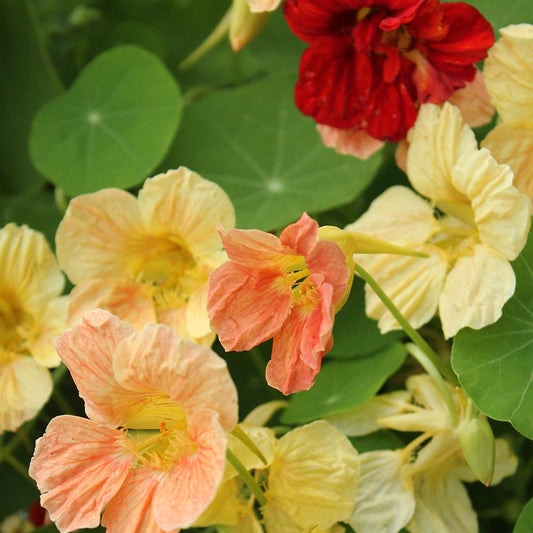 NASTURTIUM - Gleam Hybrida Mix