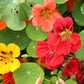 NASTURTIUM - Whirly Bird Mix