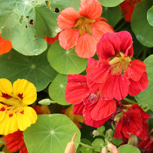 NASTURTIUM - Whirly Bird Mix