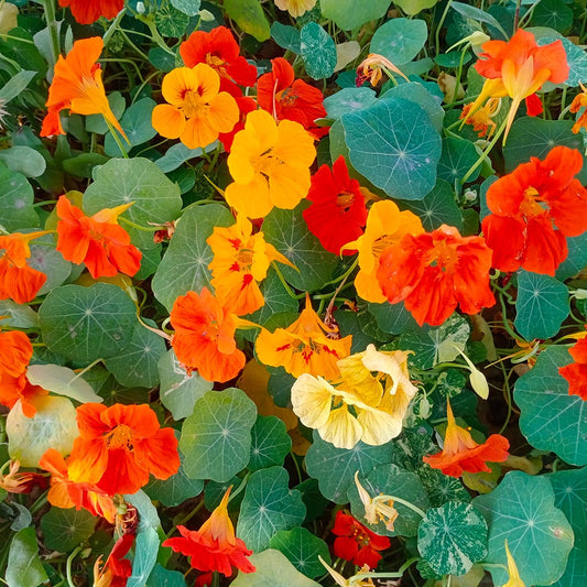 NASTURTIUM - Tip Top Mix